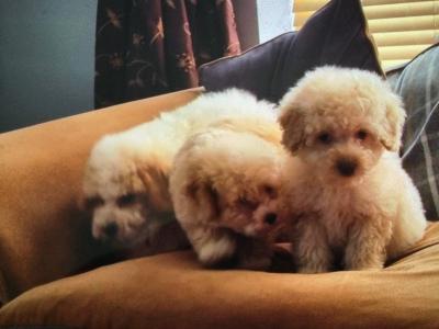 Cavapoo puppies in Limerick