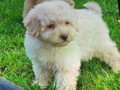 Cavapoo puppies in Limerick