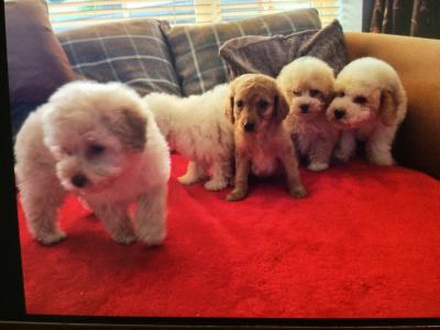 Cavapoo puppies in Limerick