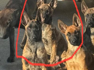 Top quality Belgian Malinois puppies in Laois