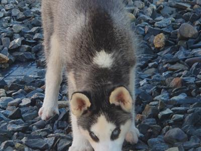 Beautiful purebred Siberian Husky puppies in Wexford 😍 💙