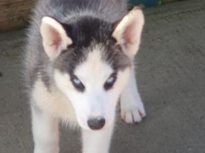 Beautiful purebred Siberian Husky puppies in Wexford 😍 💙