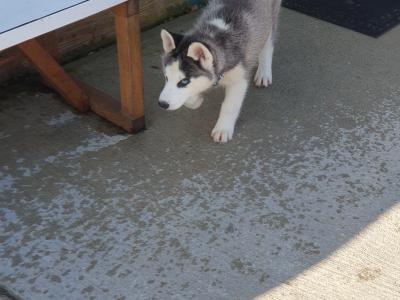 Beautiful purebred Siberian Husky puppies in Wexford 😍 💙