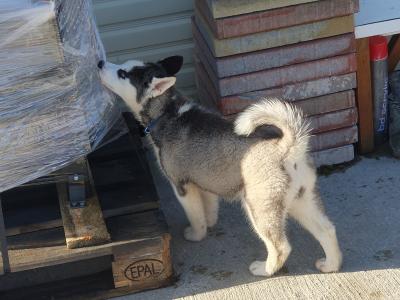 Beautiful purebred Siberian Husky puppies in Wexford 😍 💙