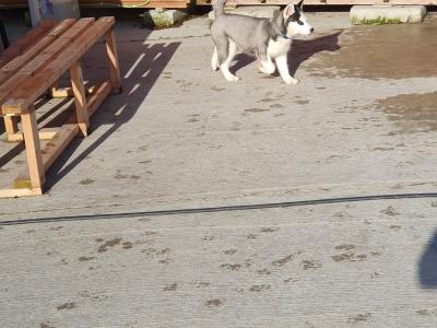 Beautiful purebred Siberian Husky puppies in Wexford 😍 💙