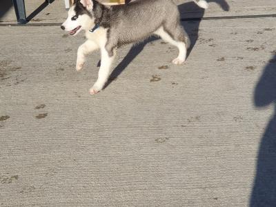 Beautiful purebred Siberian Husky puppies in Wexford 😍 💙