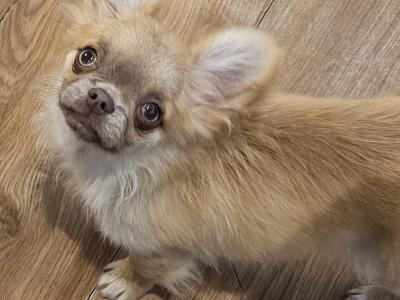⭐️ Bear is a KC Registered male Chihuahua puppy in Clare⭐️