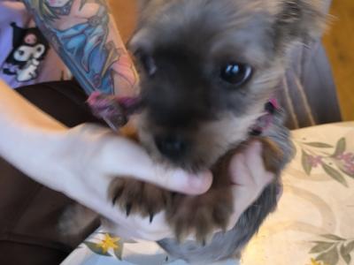 4 Yorkshire Terrier puppies in Mayo