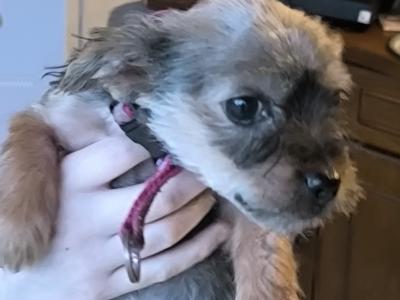 4 Yorkshire Terrier puppies in Mayo