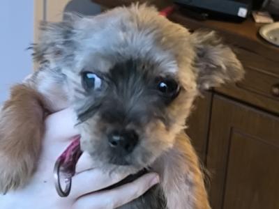 4 Yorkshire Terrier puppies in Mayo