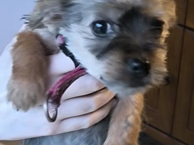 4 Yorkshire Terrier puppies in Mayo