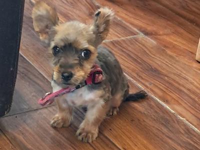 4 Yorkshire Terrier puppies in Mayo