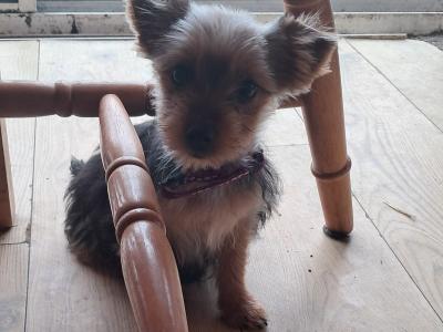4 Yorkshire Terrier puppies in Mayo