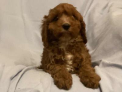 Gorgeous Cavapoo puppies in Laois