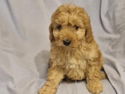 Gorgeous Cavapoo puppies in Laois