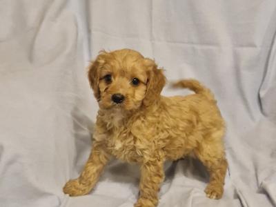 Gorgeous Cavapoo puppies in Laois