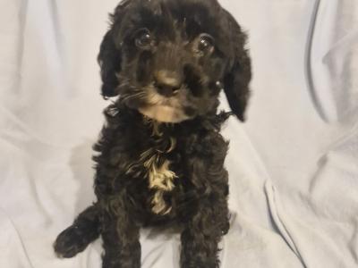 Gorgeous Cavapoo puppies in Laois