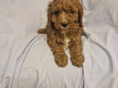 Gorgeous Cavapoo puppies in Laois