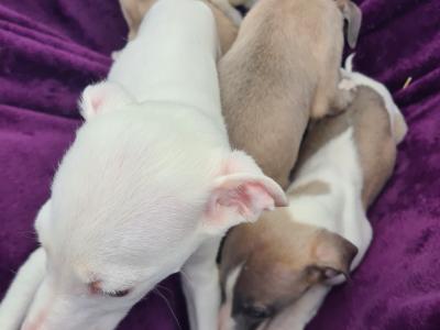 5 stunning Whippet puppies in Wexford