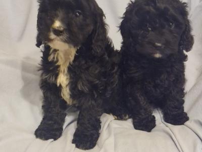 Gorgeous Cavapoo puppies in Laois