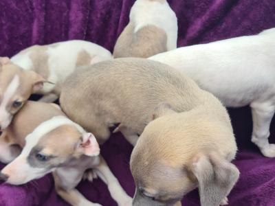 5 stunning Whippet puppies in Wexford