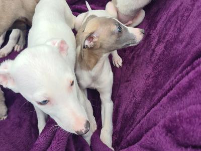 5 stunning Whippet puppies in Wexford