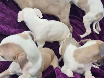 5 stunning Whippet puppies in Wexford