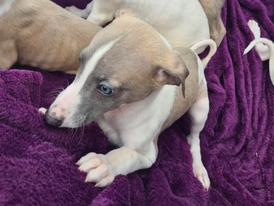 5 stunning Whippet puppies in Wexford