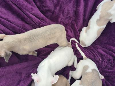 5 stunning Whippet puppies in Wexford