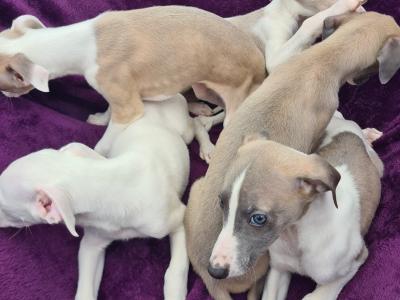 5 stunning Whippet puppies in Wexford