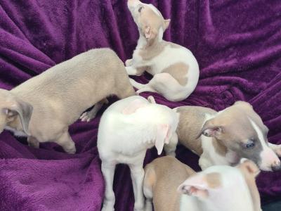 5 stunning Whippet puppies in Wexford