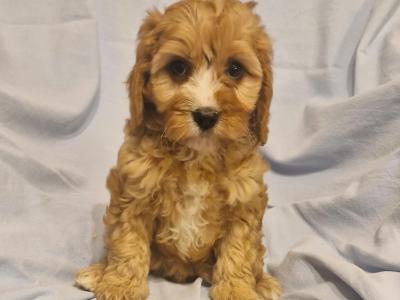 Gorgeous Cavapoo puppies in Laois