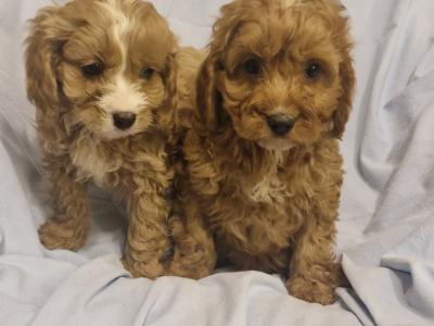 Gorgeous Cavapoo puppies in Laois