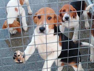 Foxhound/Beagle x Beagle puppies in Cork
