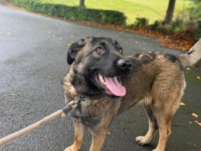 Leonberger x Belgium Malinois female