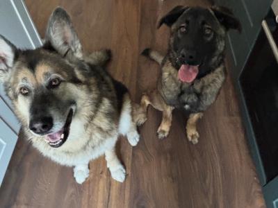 Leonberger x Belgium Malinois female