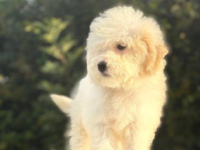 Australian Shepherd X puppies in Limerick