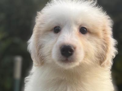 Australian Shepherd X puppies in Limerick