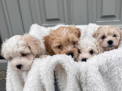 Maltese X Bichon Frise  puppies (Maltichon) in Limerick