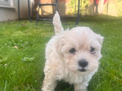 Maltese X Bichon Frise  puppies (Maltichon) in Limerick