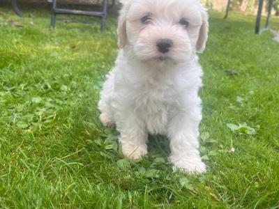 Maltese X Bichon Frise  puppies (Maltichon) in Limerick