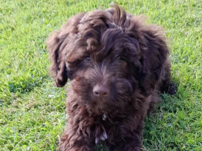 Miniature Dark chocolate Cockapoo puppies available in Waterford
