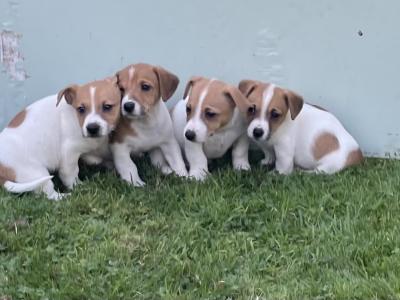 5 Male Jack Russell pups - Call only