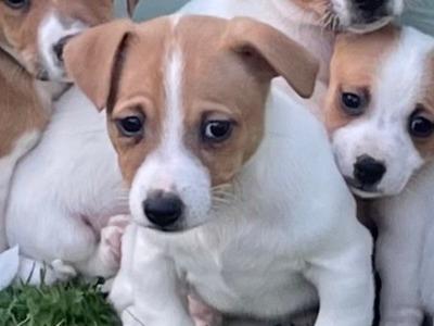 5 male Jack Russell puppies in Wexford - Call Only