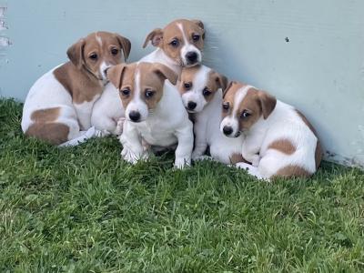 5 Male Jack Russell pups - Call only