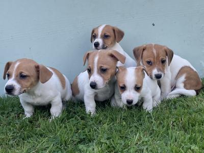 5 Male Jack Russell pups - Call only