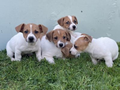 5 Male Jack Russell pups - Call only