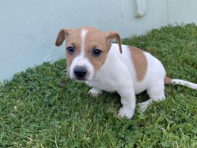 5 Male Jack Russell pups - Call only