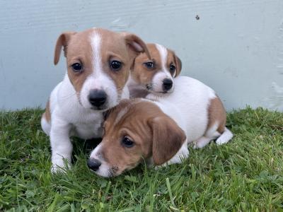 5 Male Jack Russell pups - Call only