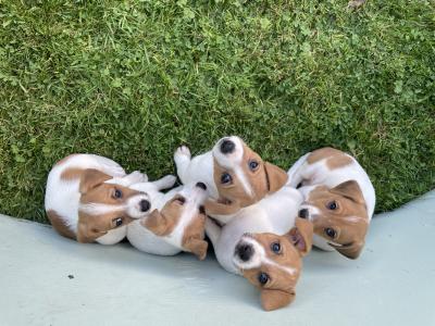 5 Male Jack Russell pups - Call only
